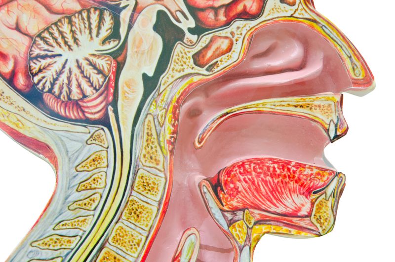 head and neck cancer head and neck cancer