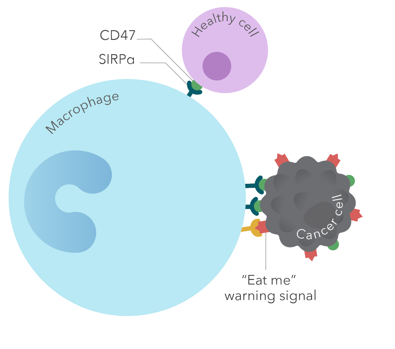 magrolimab magrolimab