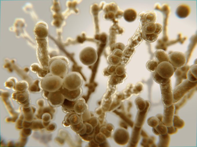 Recurrent Vulvovaginal Candidiasis (RVVC) Recurrent Vulvovaginal Candidiasis (RVVC)