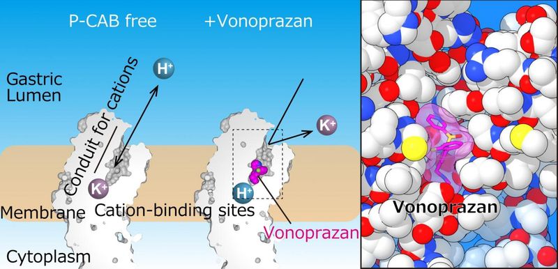 Vonoprazan Vonoprazan