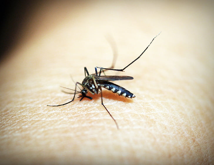 Malaria Malaria