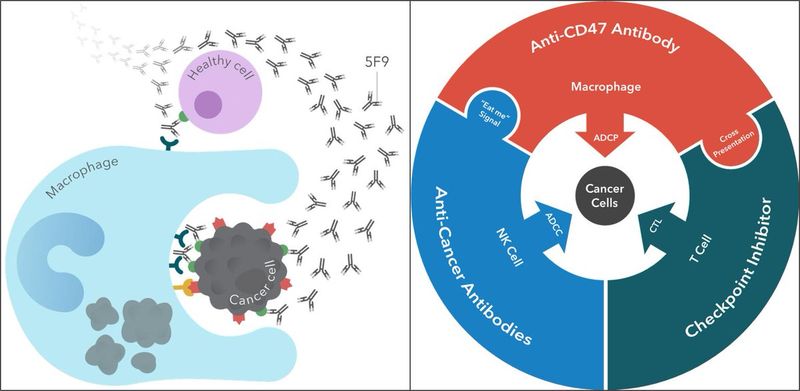 magrolimab magrolimab