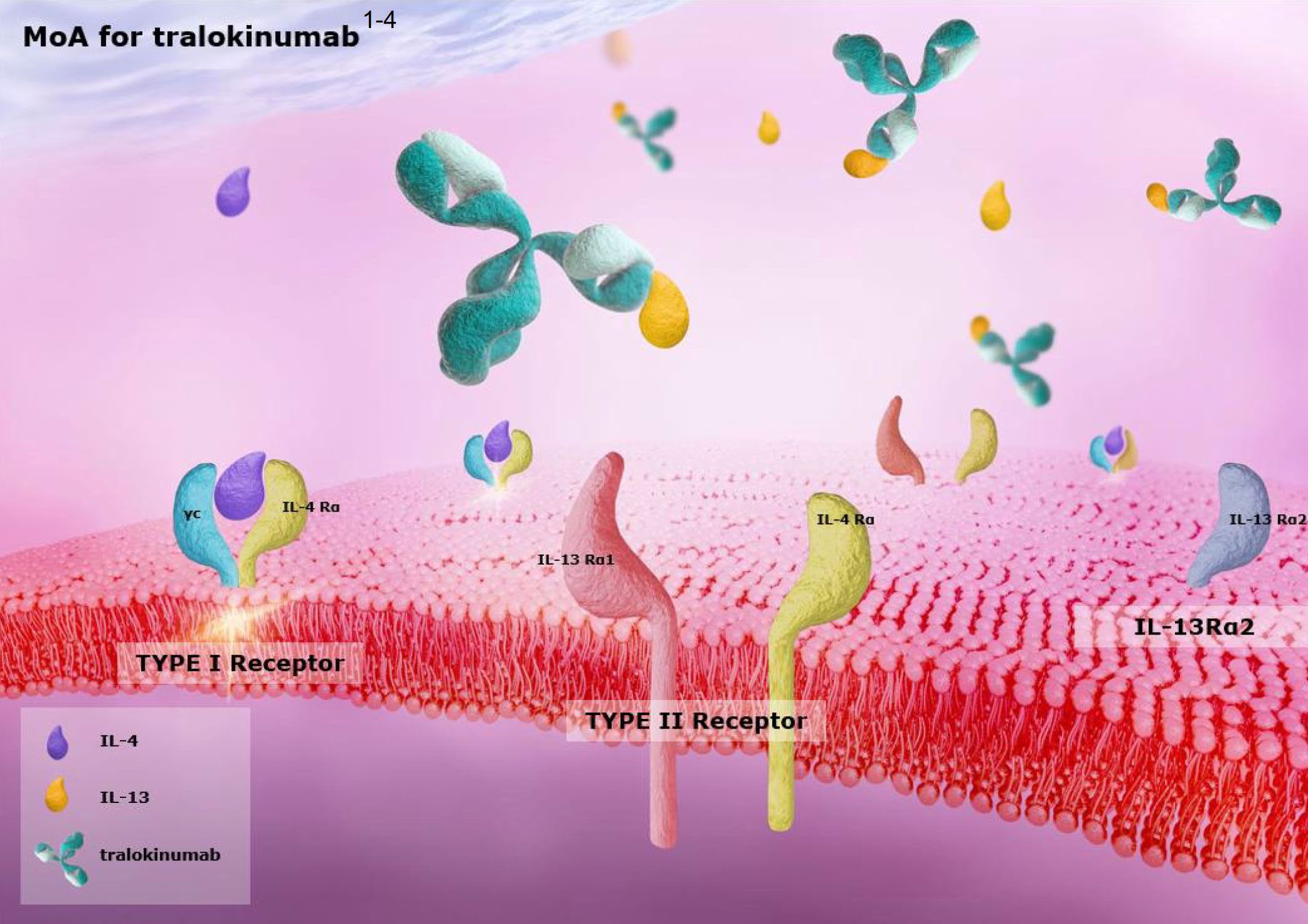 Tralokinumab Tralokinumab