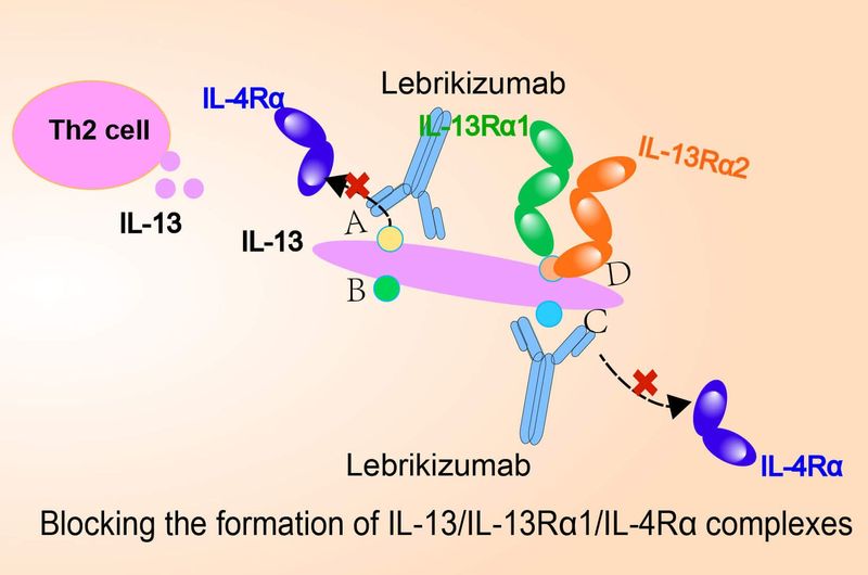 Lebrikizumab Lebrikizumab