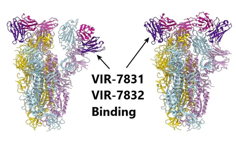 VIR-7831 GSK4182136 VIR-7832 GSK4182137 VIR-7831 GSK4182136 VIR-7832 GSK4182137