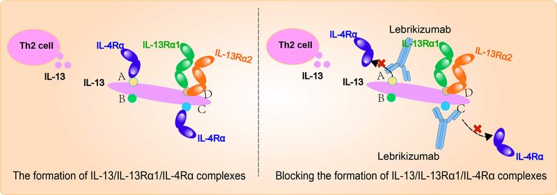 Lebrikizumab Lebrikizumab